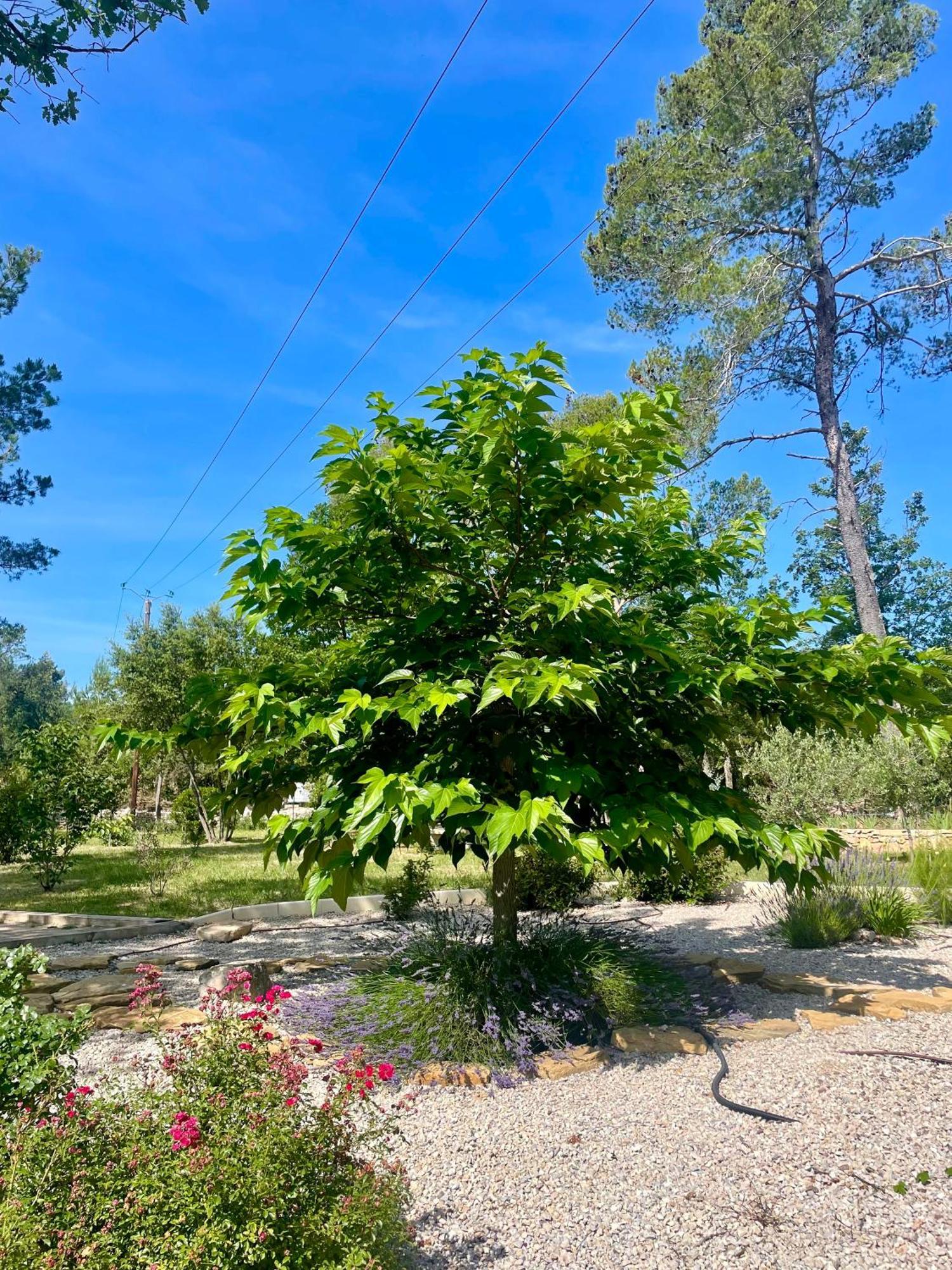 Villa LA GRANDE BASTIDE avec piscine, climatisation et salle de sport Seillans Esterno foto