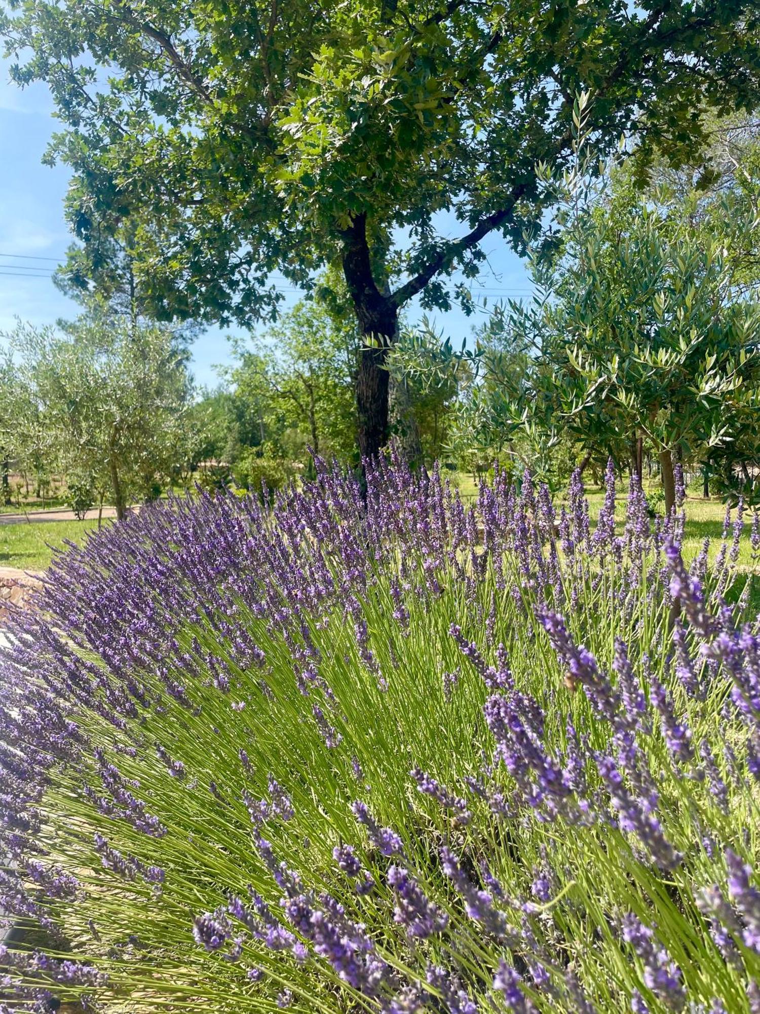 Villa LA GRANDE BASTIDE avec piscine, climatisation et salle de sport Seillans Esterno foto